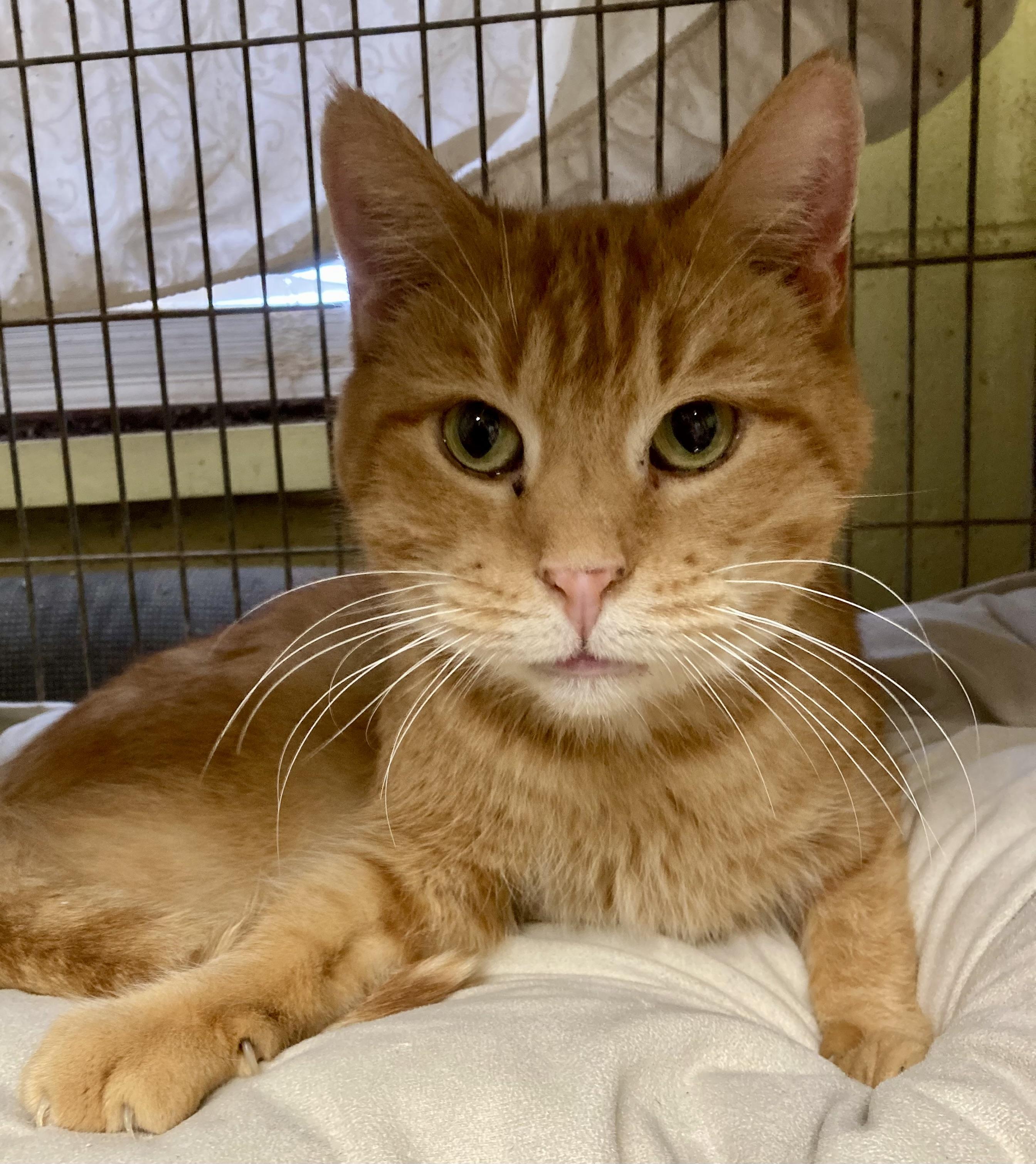 Teegan, a ADOPTABLE Tabby in Sandusky, MI image 2/3