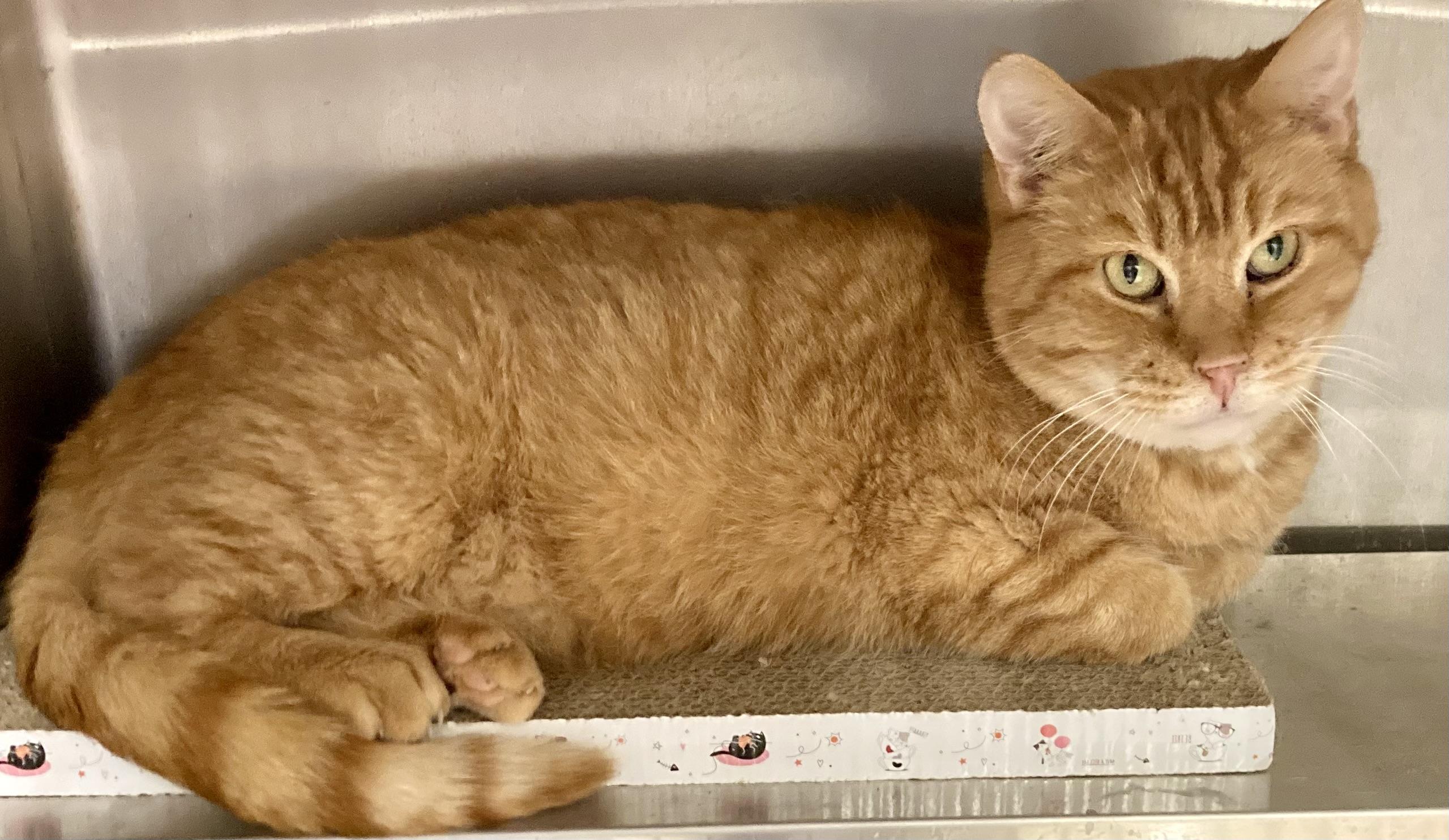Teegan, ADOPTABLE, Adult Male Tabby.