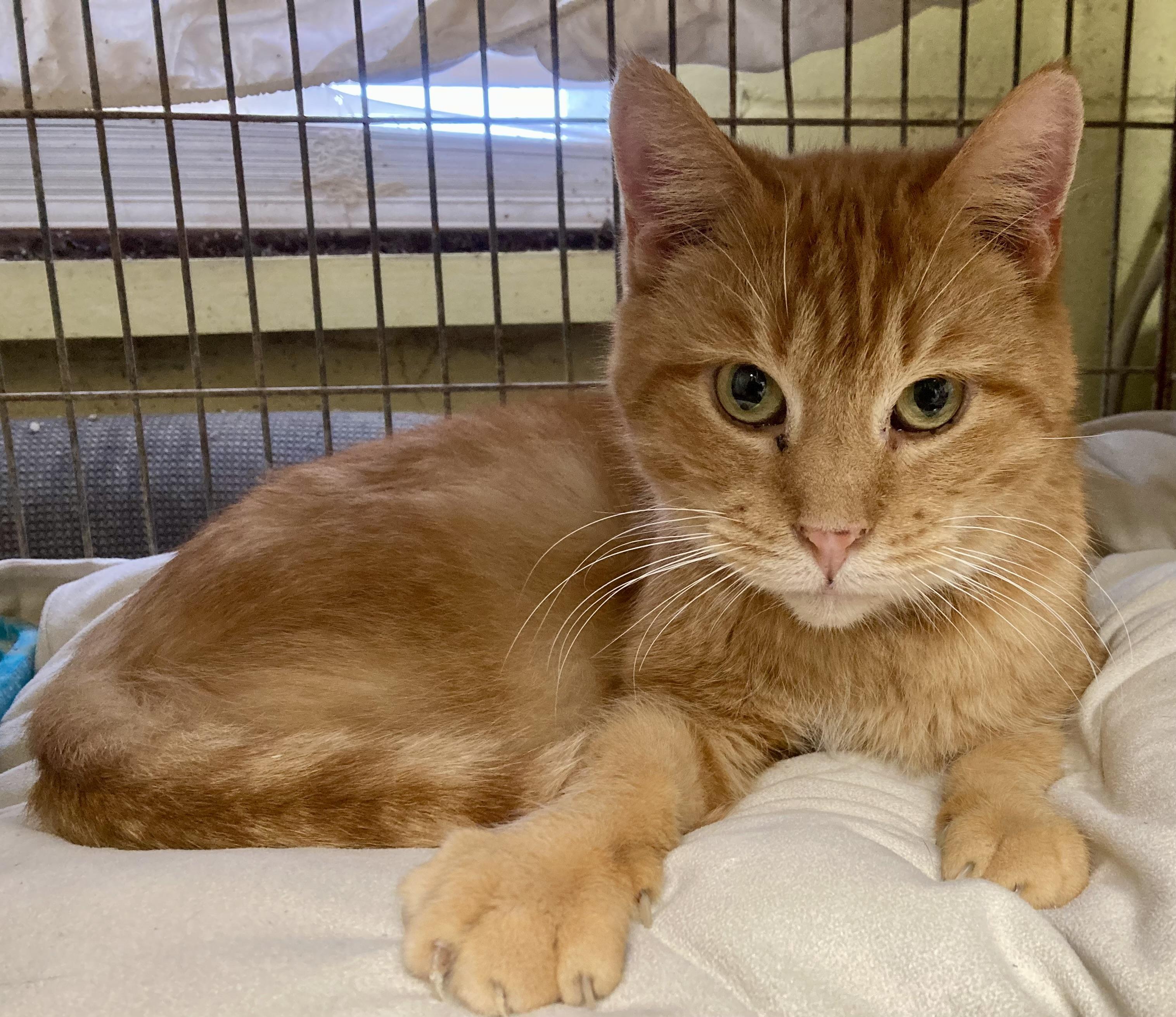 Teegan, ADOPTABLE, Senior Male Tabby.