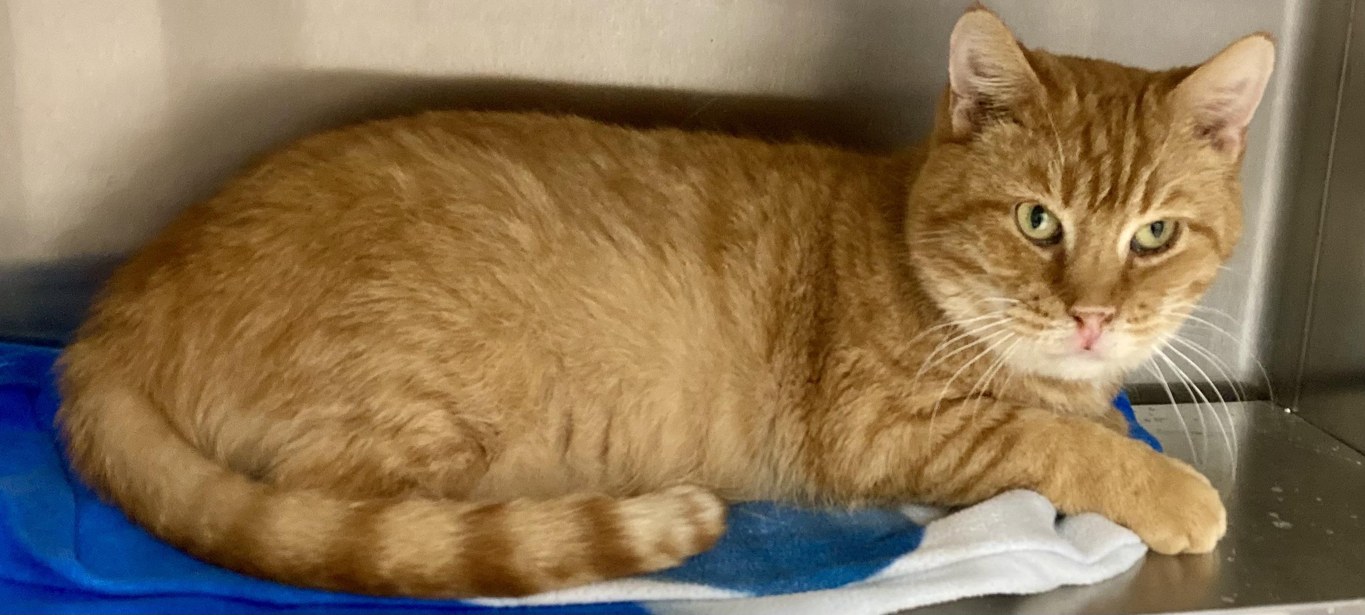 Teegan, ADOPTABLE, Adult Male Tabby.