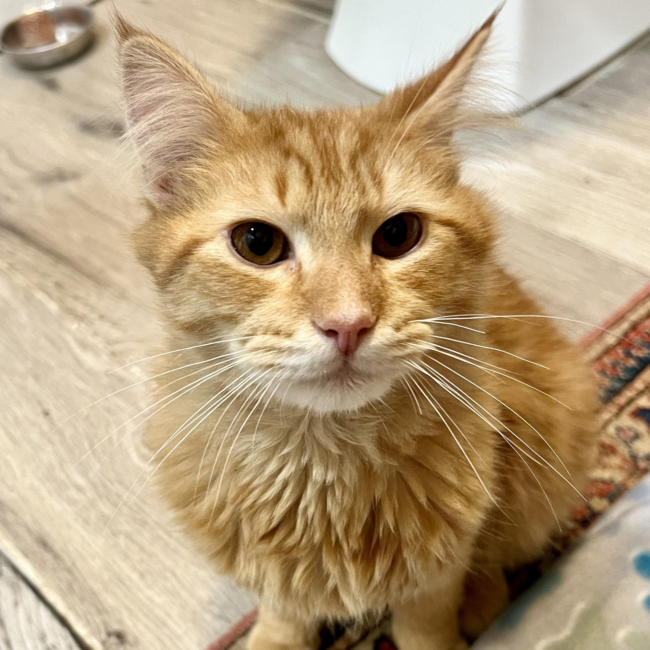 Enlarge Nacho Cheese, an adopted Domestic Long Hair in Roanoke, VA image 1/2