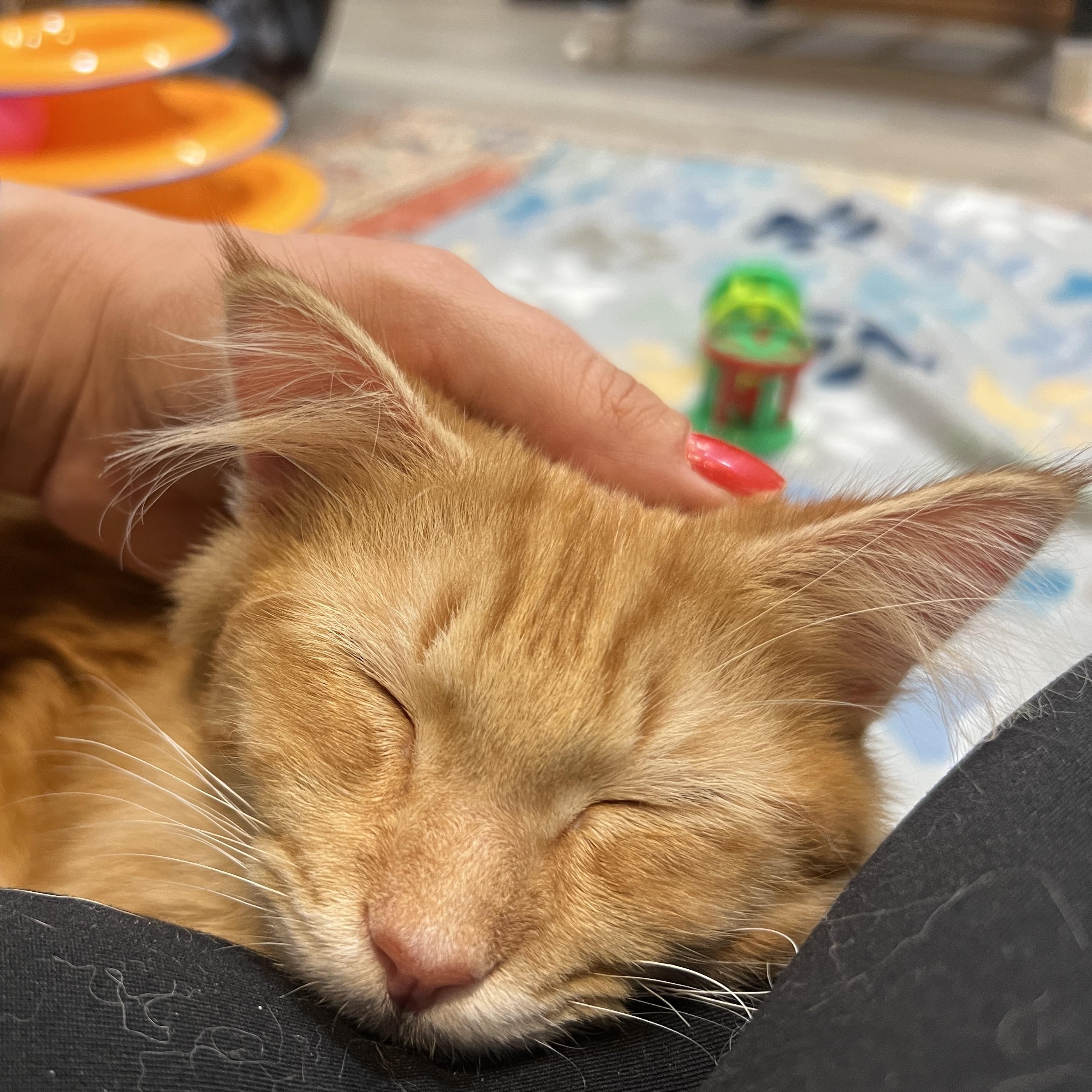 Enlarge Nacho Cheese, an adopted Domestic Long Hair in Roanoke, VA image 2/2