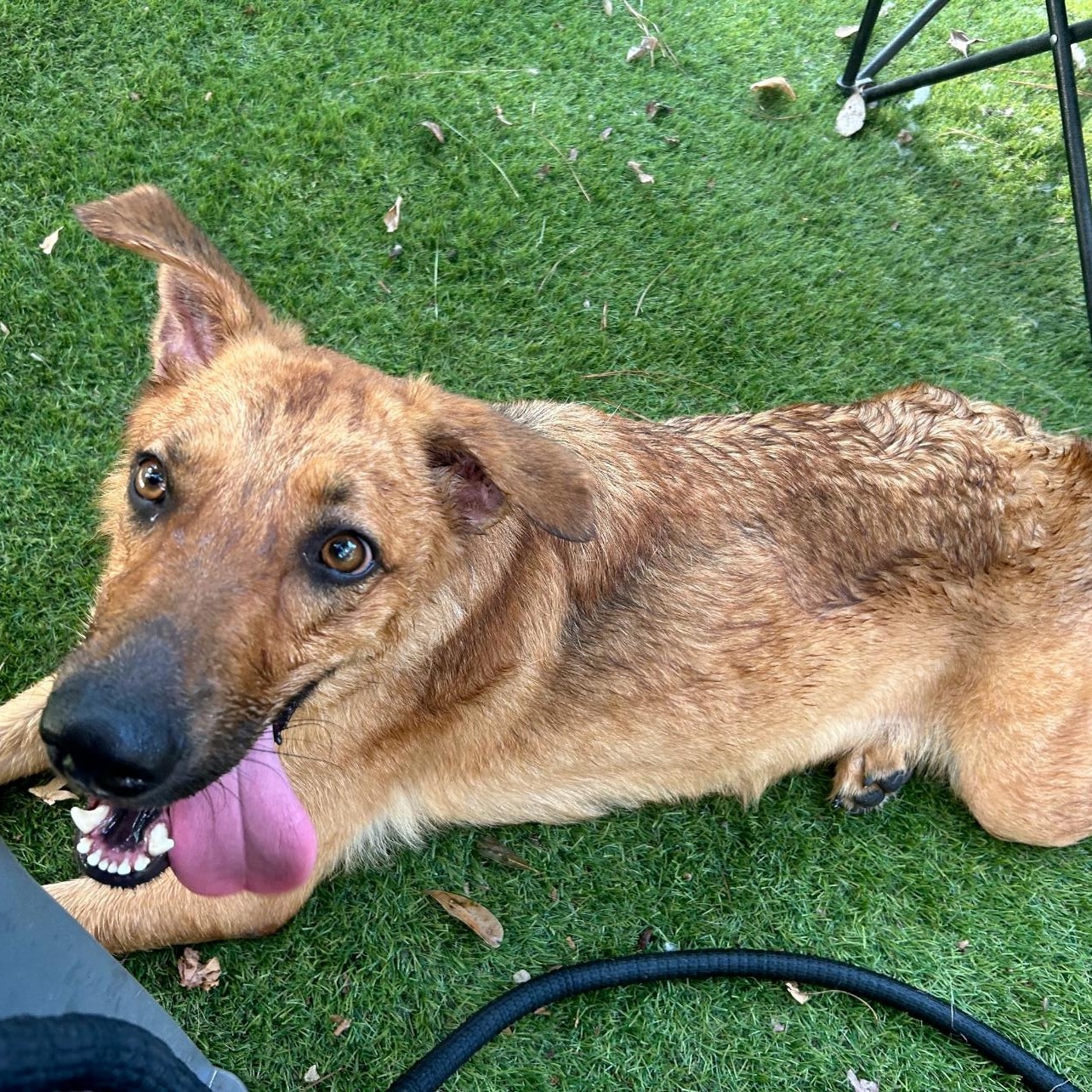 Sunny, Adoptable, Adult Female German Shepherd Dog & Labrador Retriever.