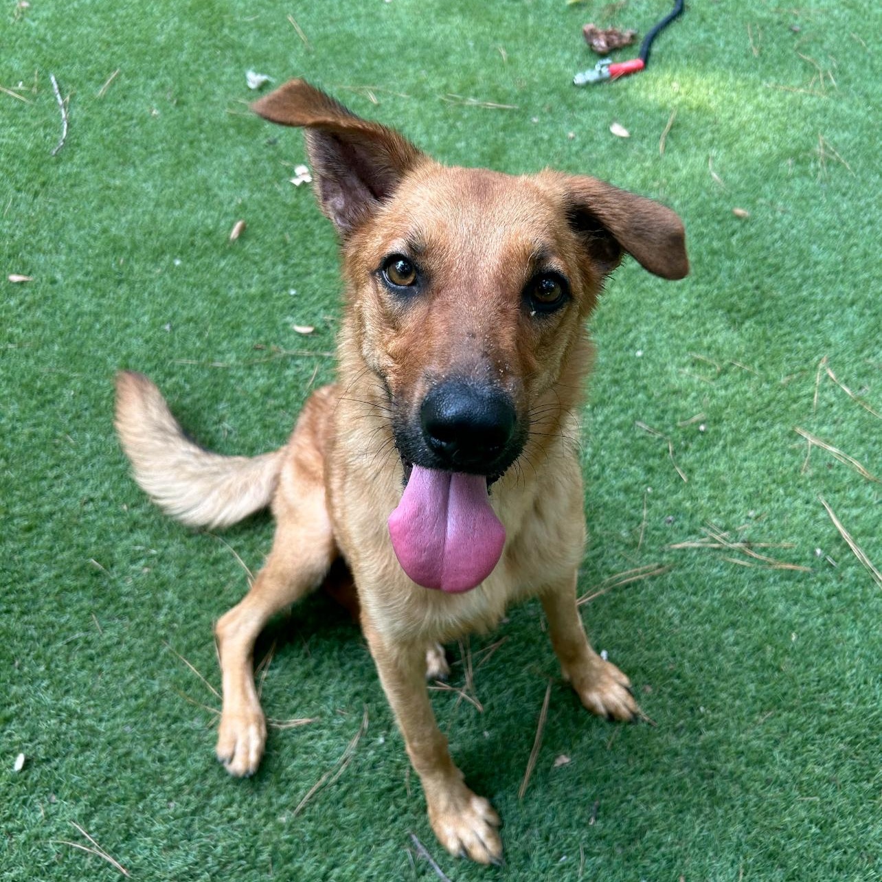 Enlarge Sunny, a Adoptable mixed breed in Ridgefield, NJ image 2/5