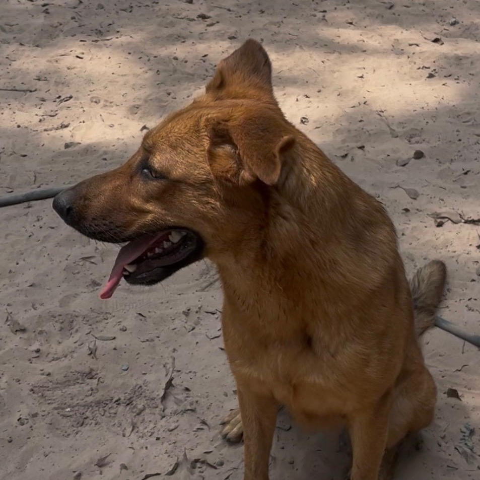 Enlarge Sunny, a Adoptable mixed breed in Ridgefield, NJ image 3/5