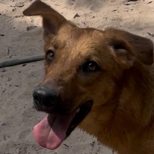 Enlarge Sunny, a Adoptable mixed breed in Ridgefield, NJ image 4/5