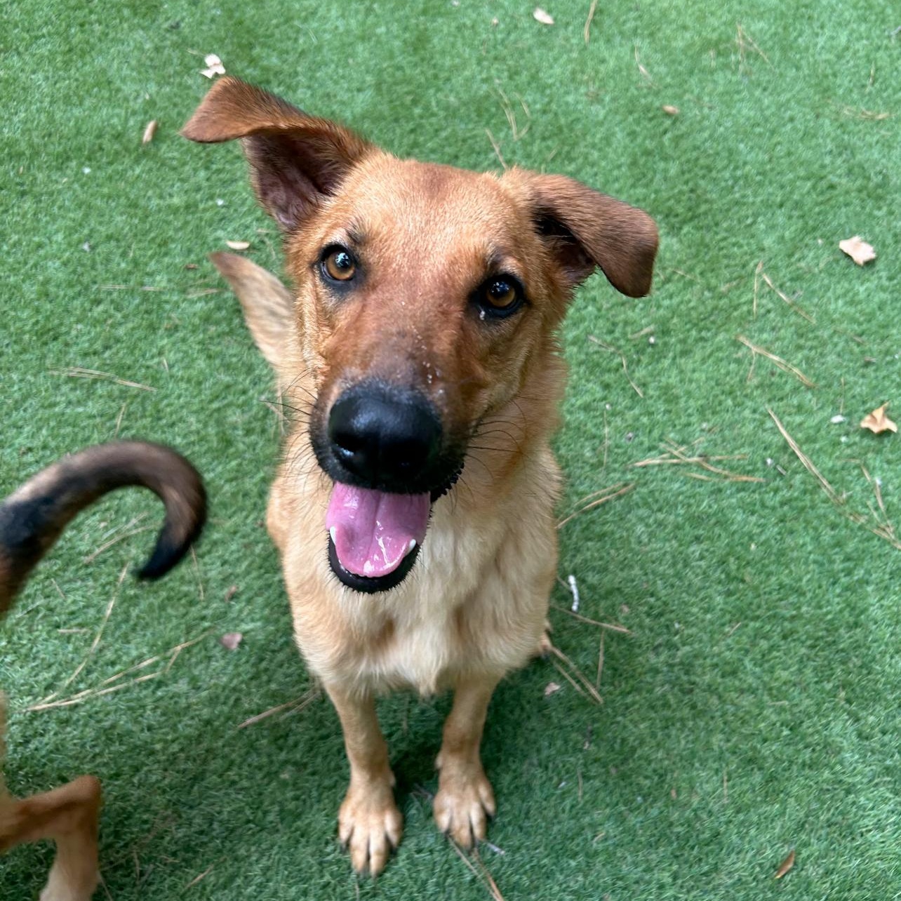 Baby, Adoptable, Adult Female German Shepherd Dog & Labrador Retriever.