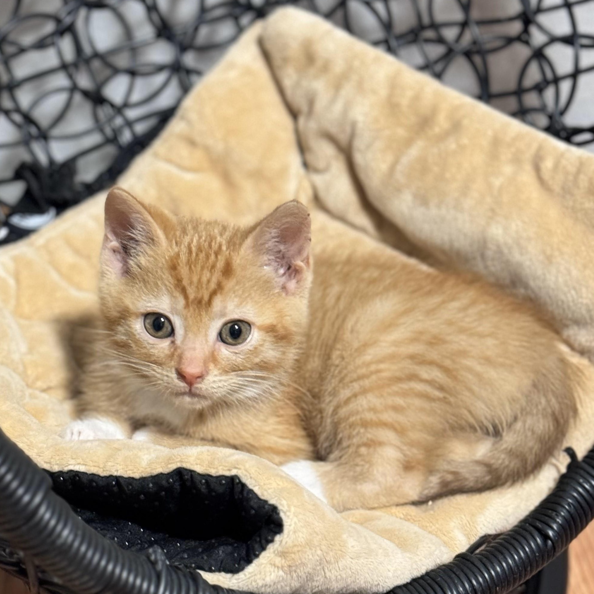 Sheldon, an adoptable Domestic Short Hair in Ellensburg, WA, 98926 | Photo Image 3