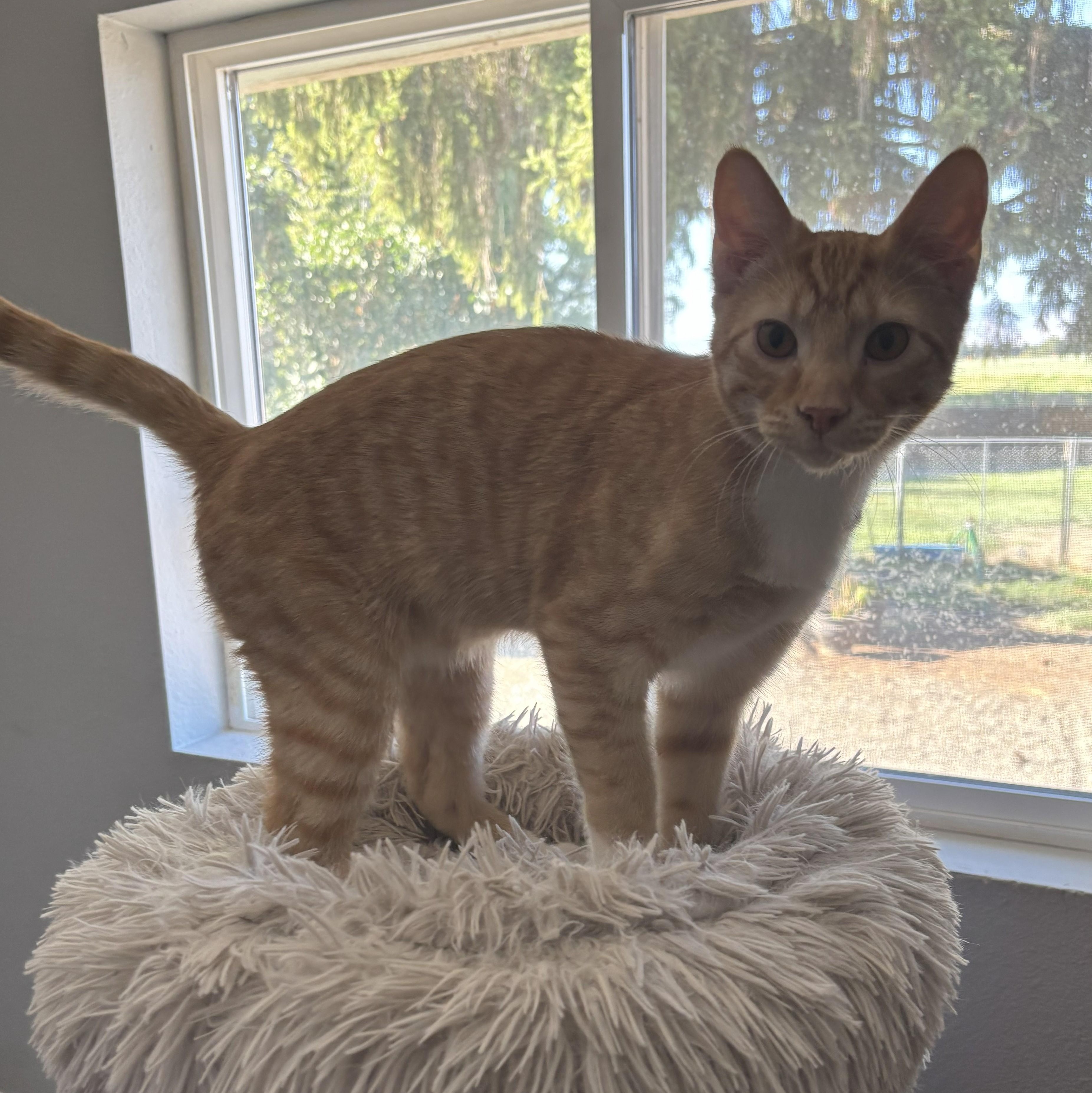 Sheldon, an adoptable Domestic Short Hair in Ellensburg, WA, 98926 | Photo Image 4