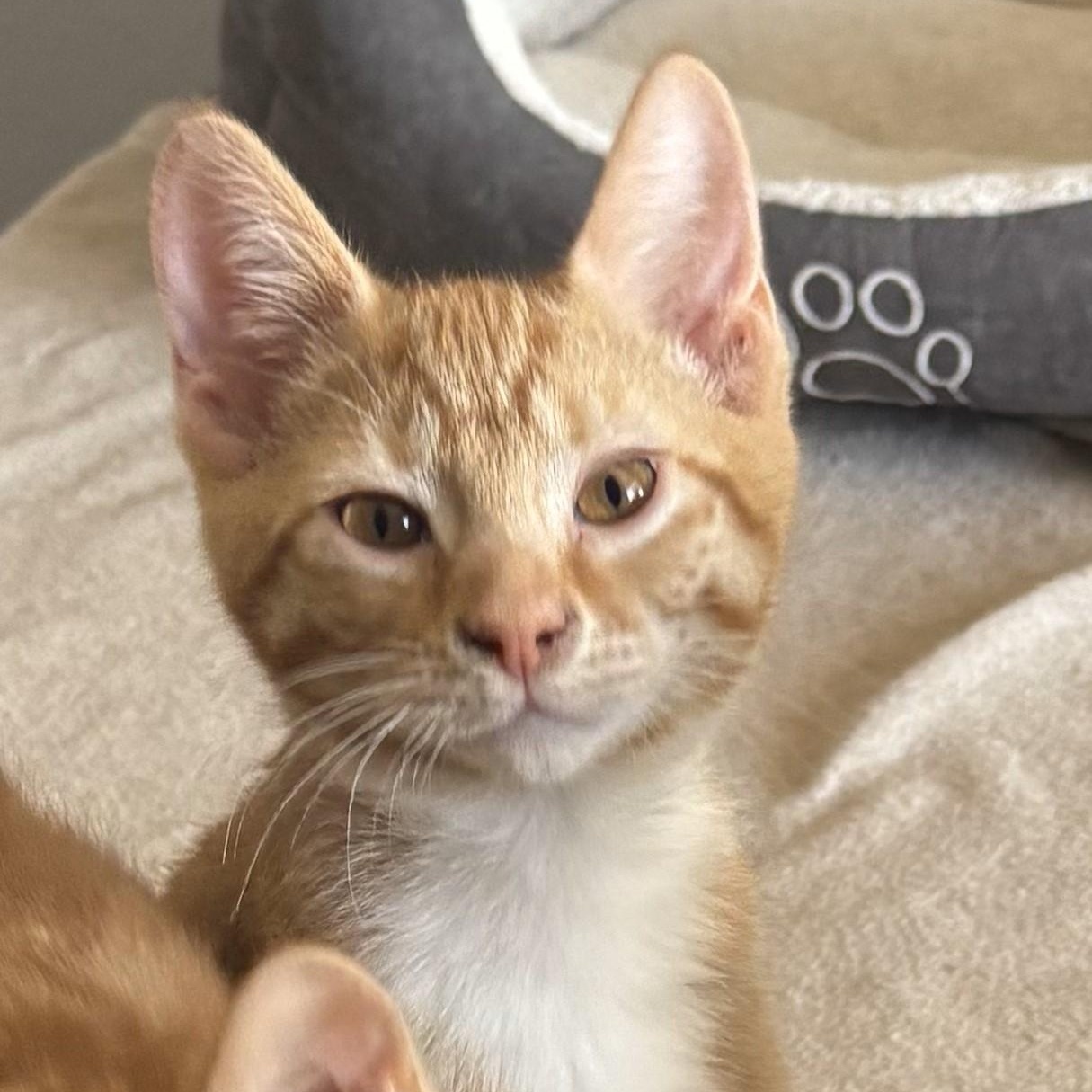 Sheldon, Baby Male Domestic Short Hair