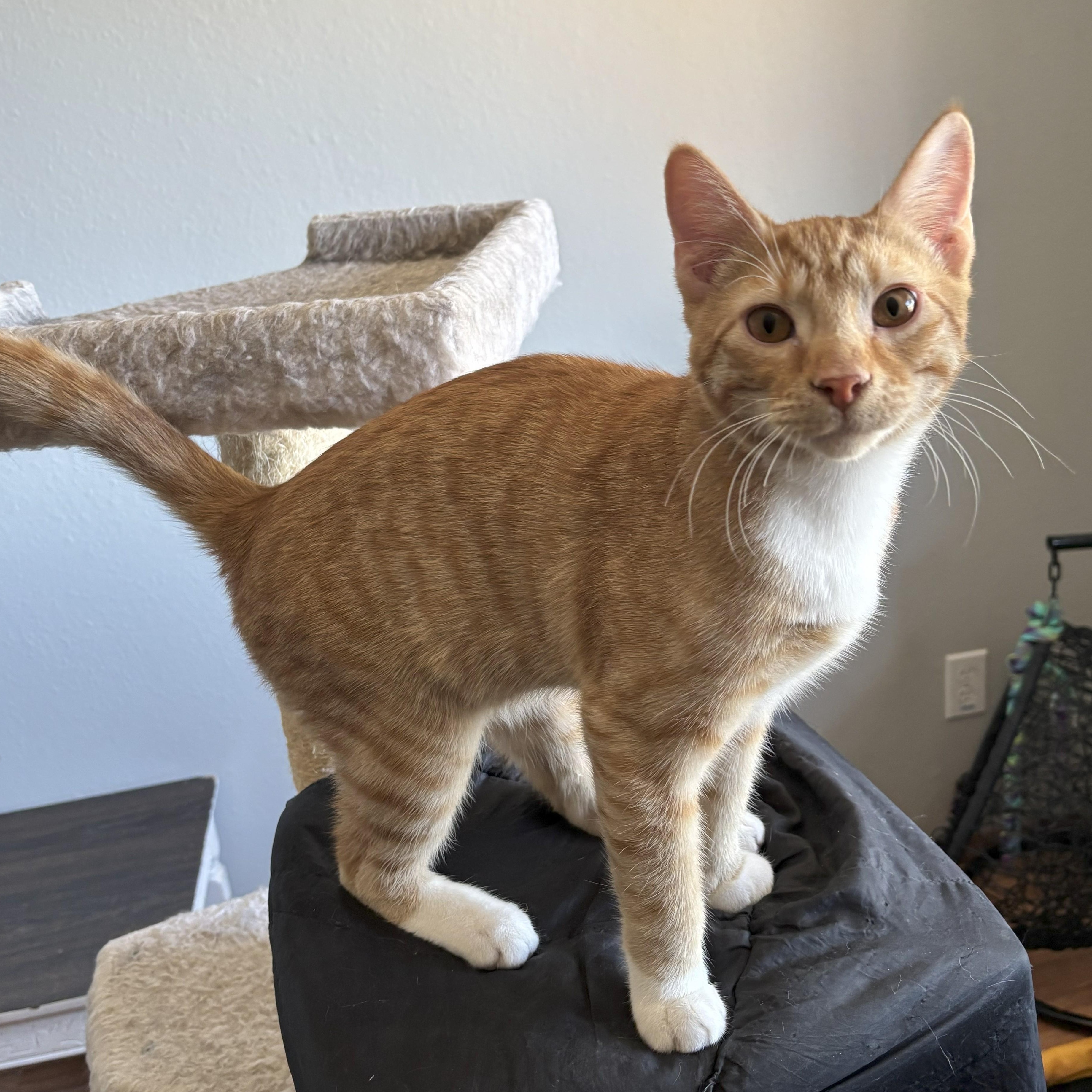 Sheldon, an adoptable Domestic Short Hair in Ellensburg, WA, 98926 | Photo Image 1