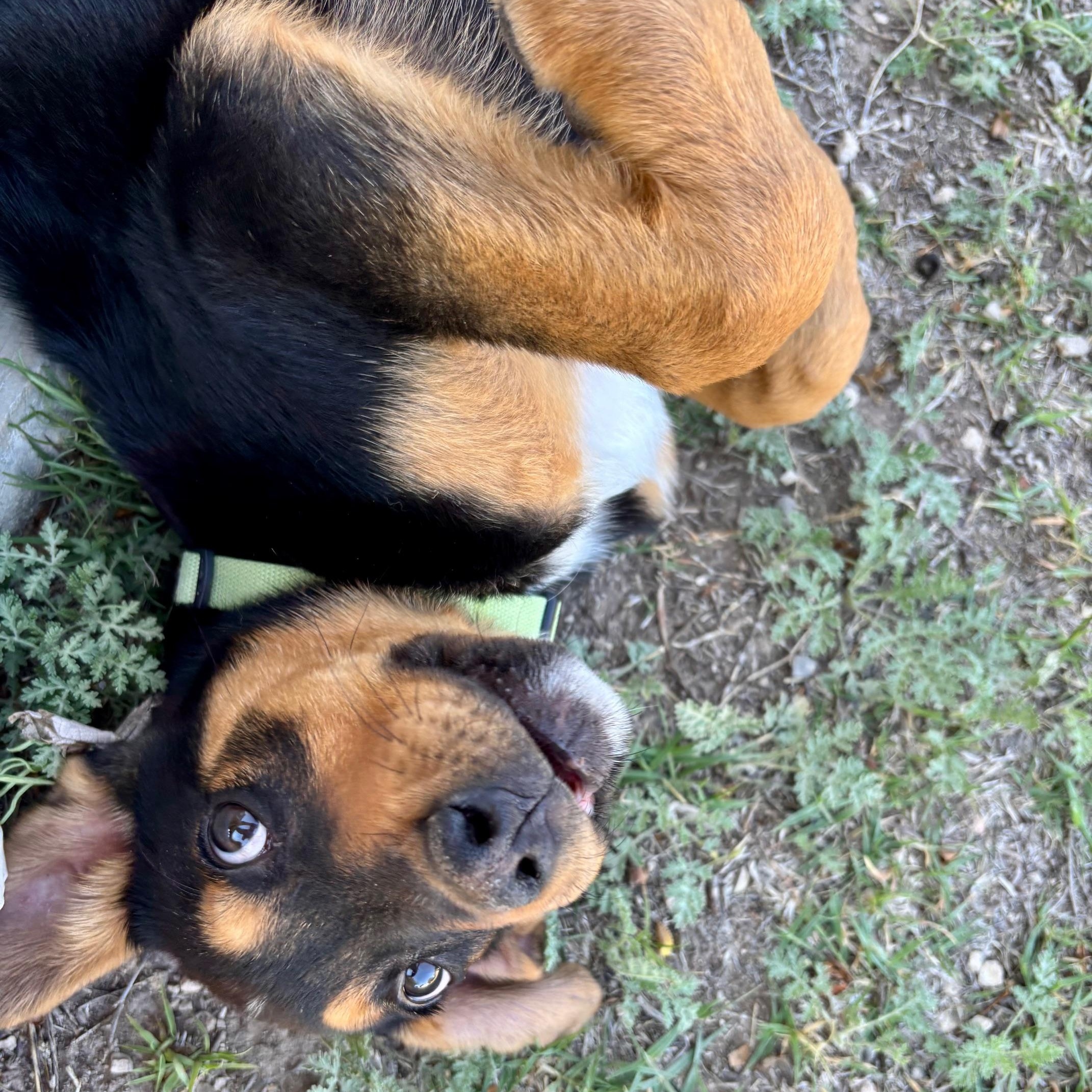 Enlarge Rags, a ADOPTABLE mixed breed in Marfa, TX image 6/6
