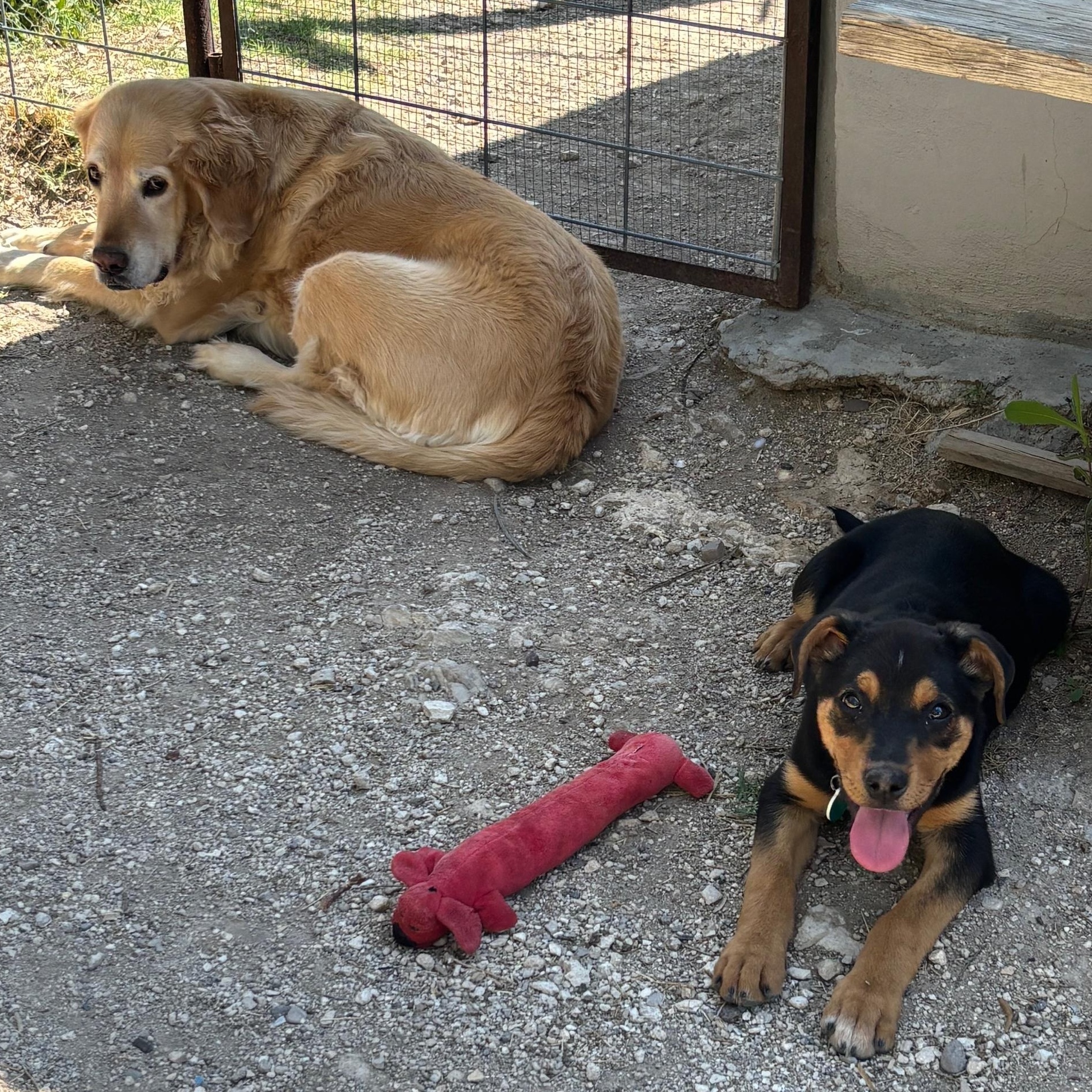 Enlarge Rags, a ADOPTABLE mixed breed in Marfa, TX image 2/6