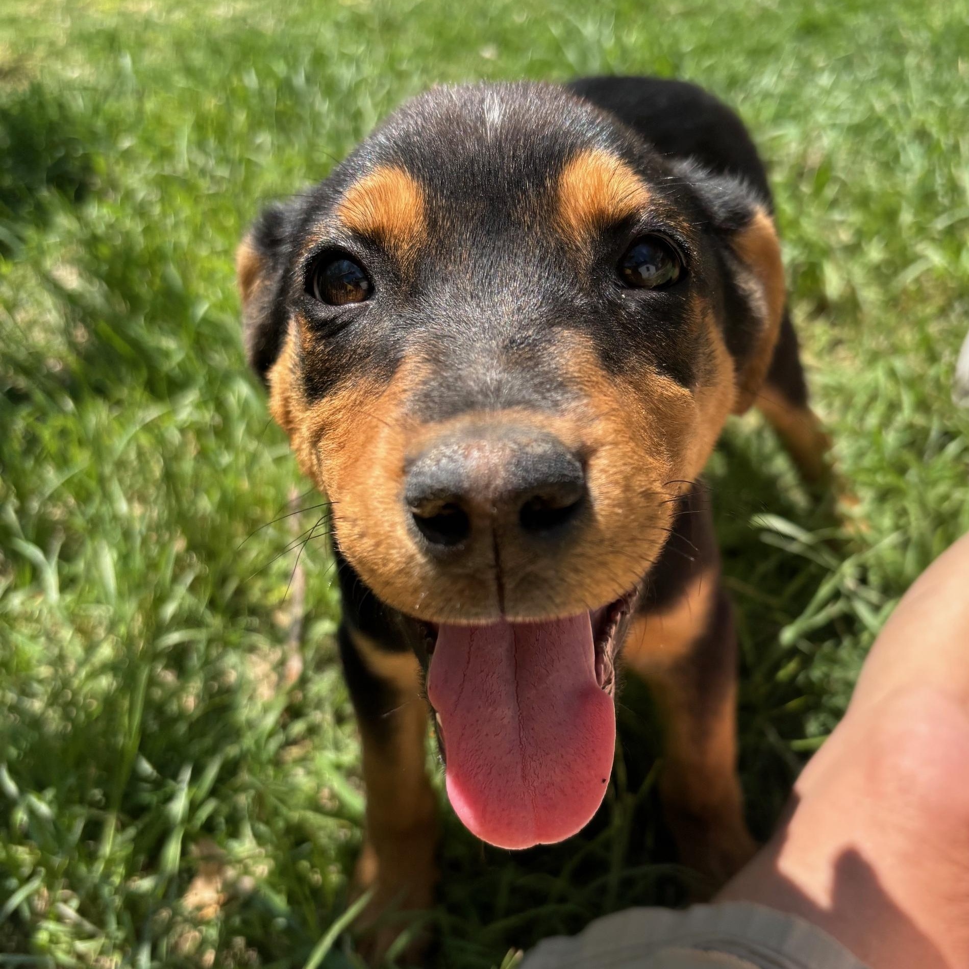Enlarge Rags, a ADOPTABLE mixed breed in Marfa, TX image 1/6