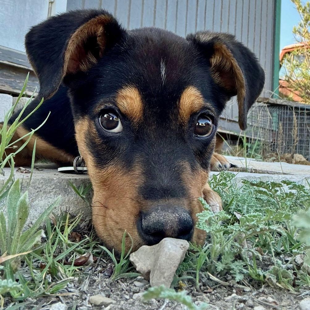 Enlarge Rags, a ADOPTABLE mixed breed in Marfa, TX image 5/6