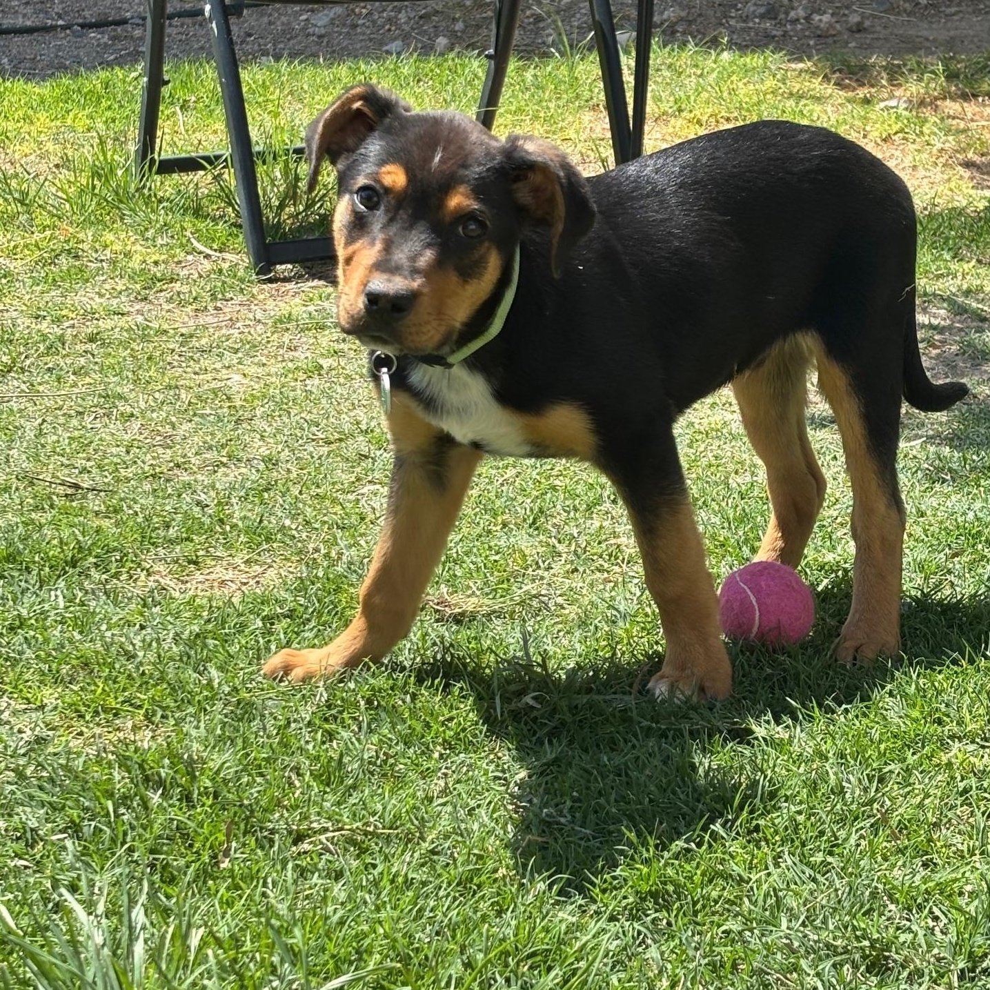 Enlarge Rags, a ADOPTABLE mixed breed in Marfa, TX image 4/6
