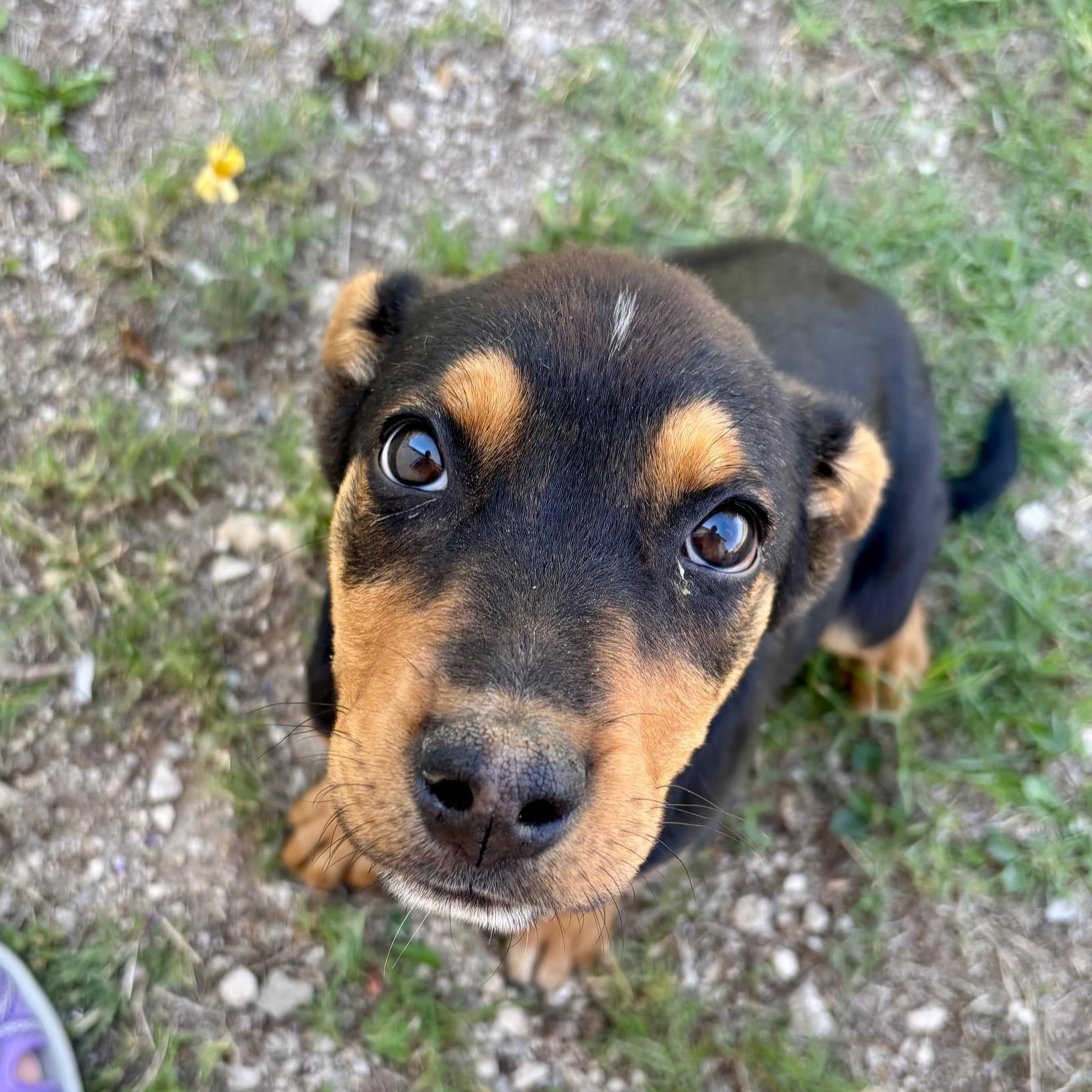 Enlarge Rags, a ADOPTABLE mixed breed in Marfa, TX image 3/6