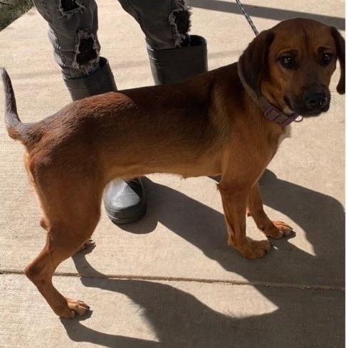 Enlarge Lucy--Dog of the Month!, a ADOPTABLE mixed breed in Danbury, CT image 2/2