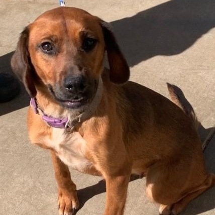 Lucy--Dog of the Month!, ADOPTABLE, Young Female Labrador Retriever.
