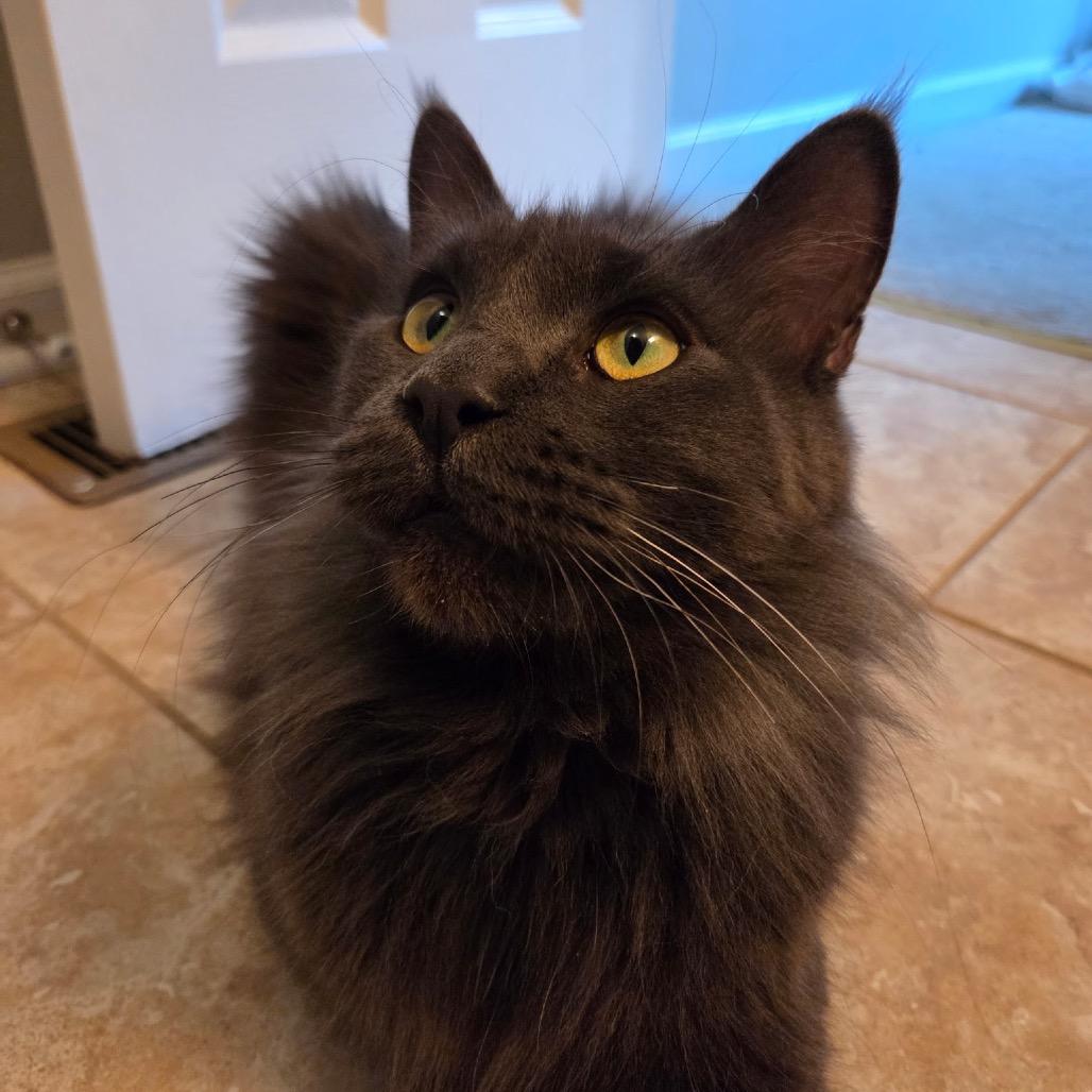 Bella, Adoptable, Adult Female Maine Coon.