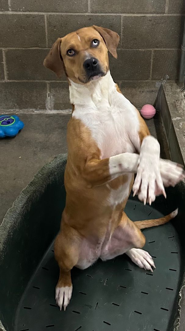 Roxie, Adoptable, Adult Female Feist & Hound.