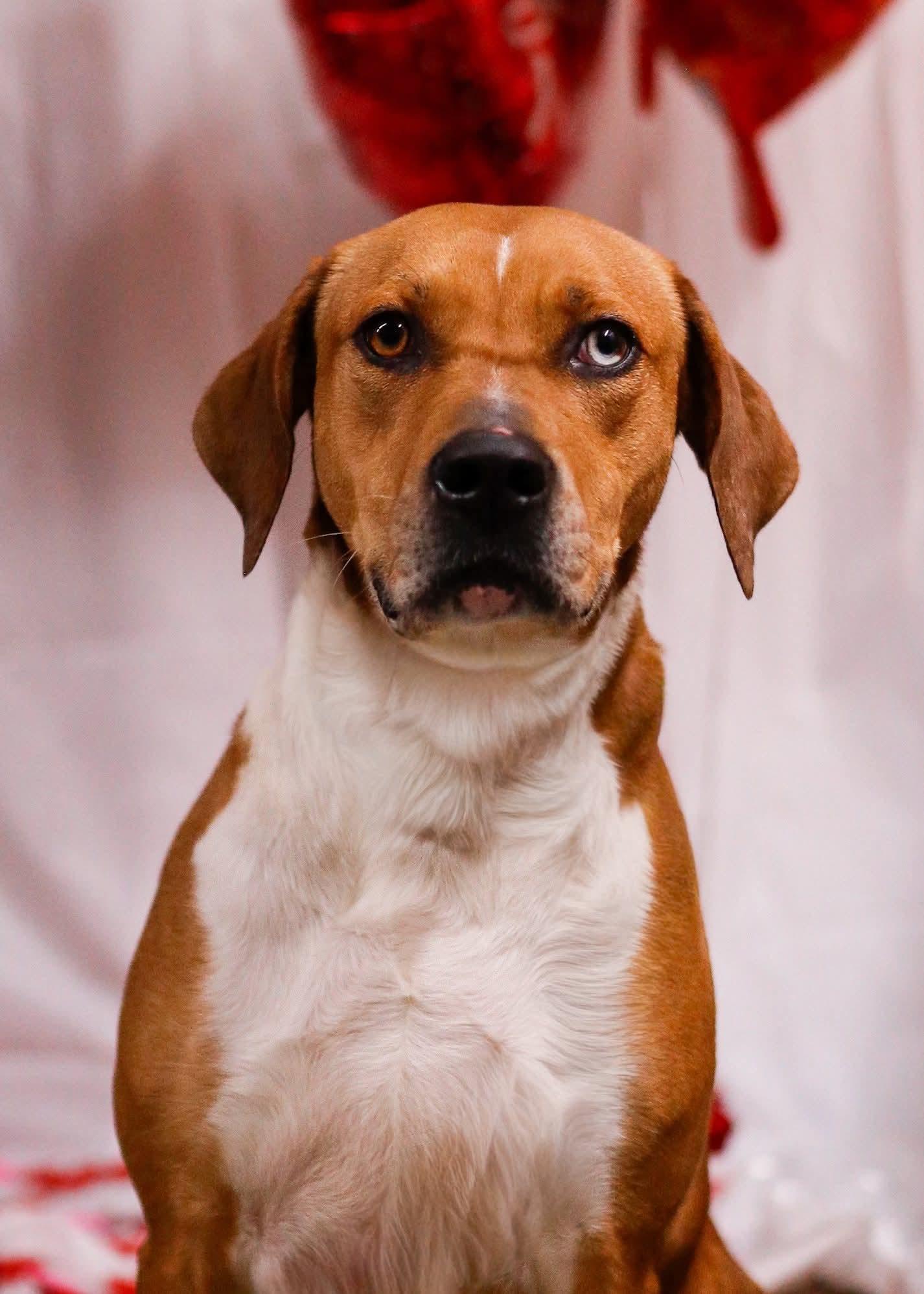 Roxie, Adoptable, Adult Female American Foxhound & Hound.