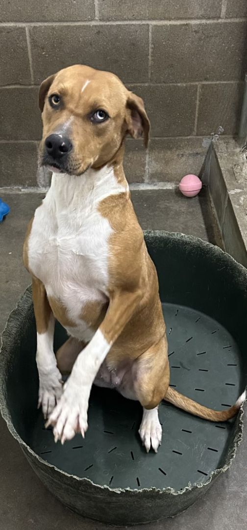 Roxie, a Adoptable mixed breed in Tahlequah, OK image 2/15