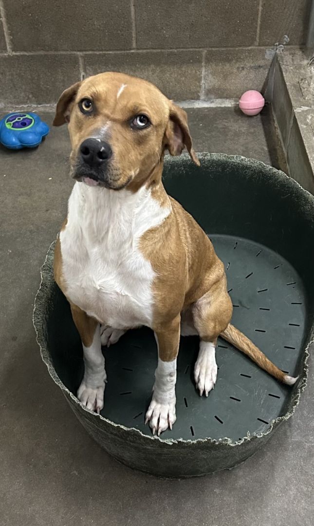 Roxie, a Adoptable mixed breed in Tahlequah, OK image 3/15