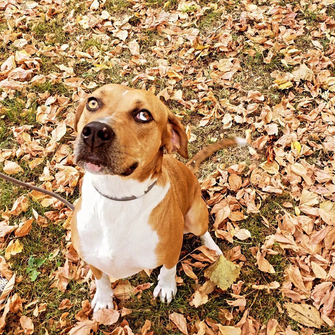 Roxie, a Adoptable mixed breed in Tahlequah, OK image 4/15