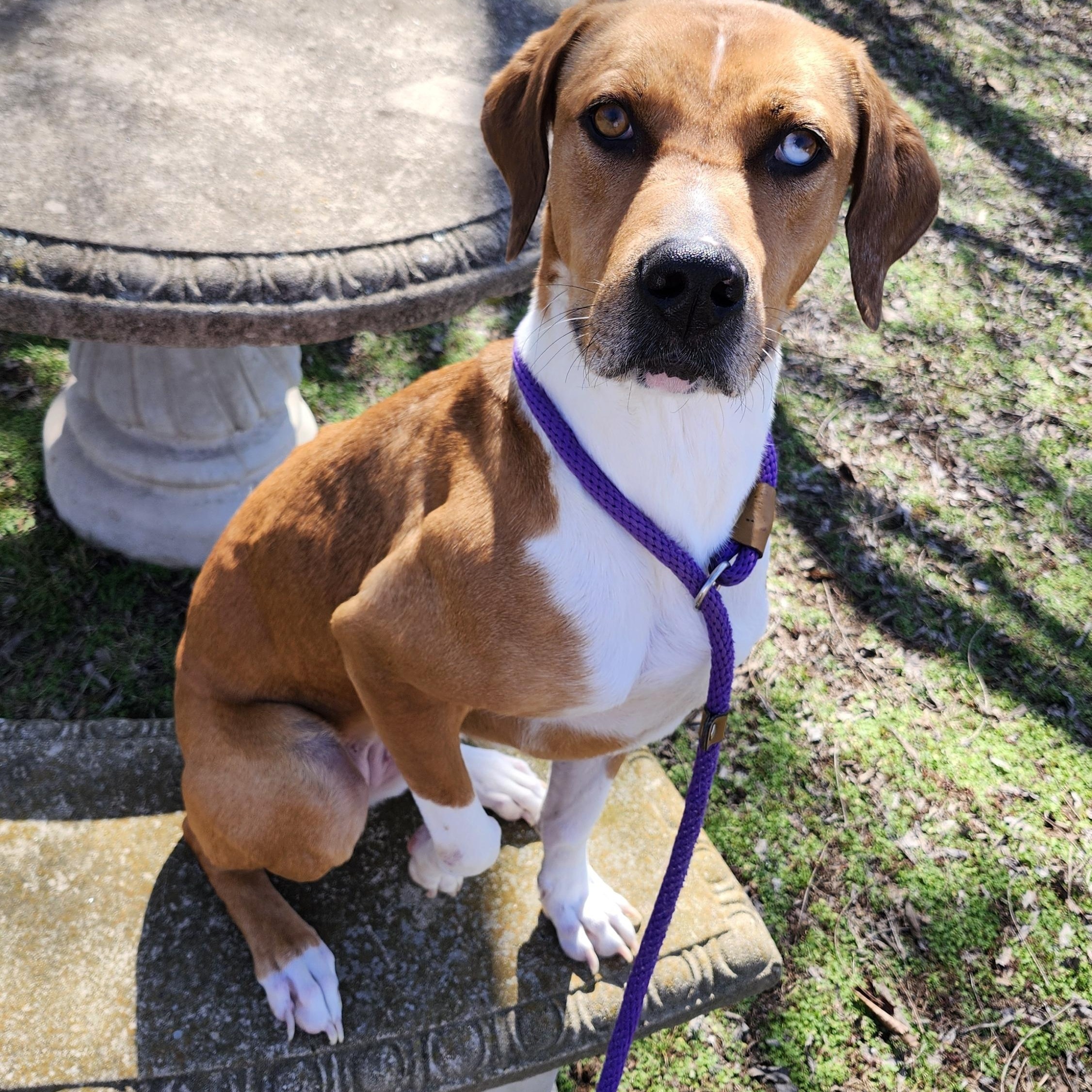 Enlarge Roxie, a Adoptable mixed breed in Tahlequah, OK image 4/6