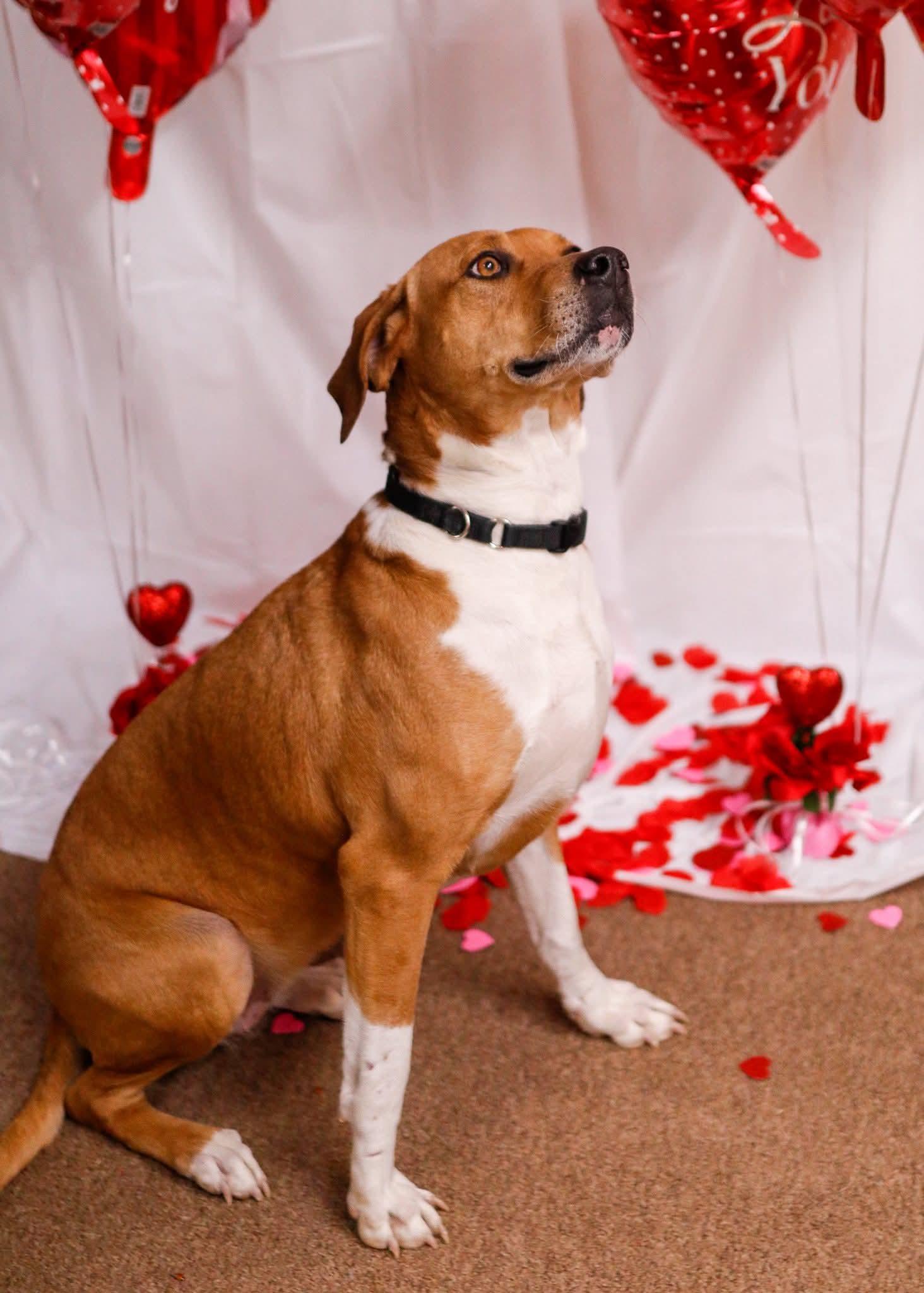 Enlarge Roxie, a Adoptable mixed breed in Tahlequah, OK image 2/6