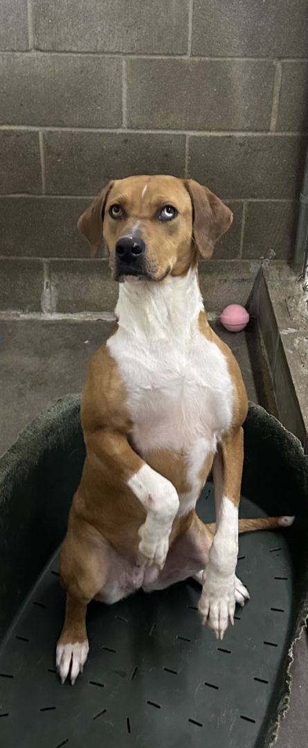 Roxie, a Adoptable mixed breed in Tahlequah, OK image 5/15