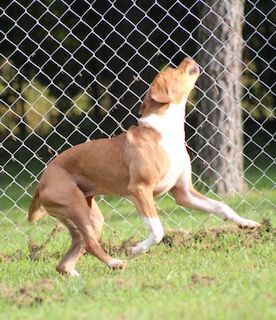 Roxie, a Adoptable mixed breed in Tahlequah, OK image 6/15