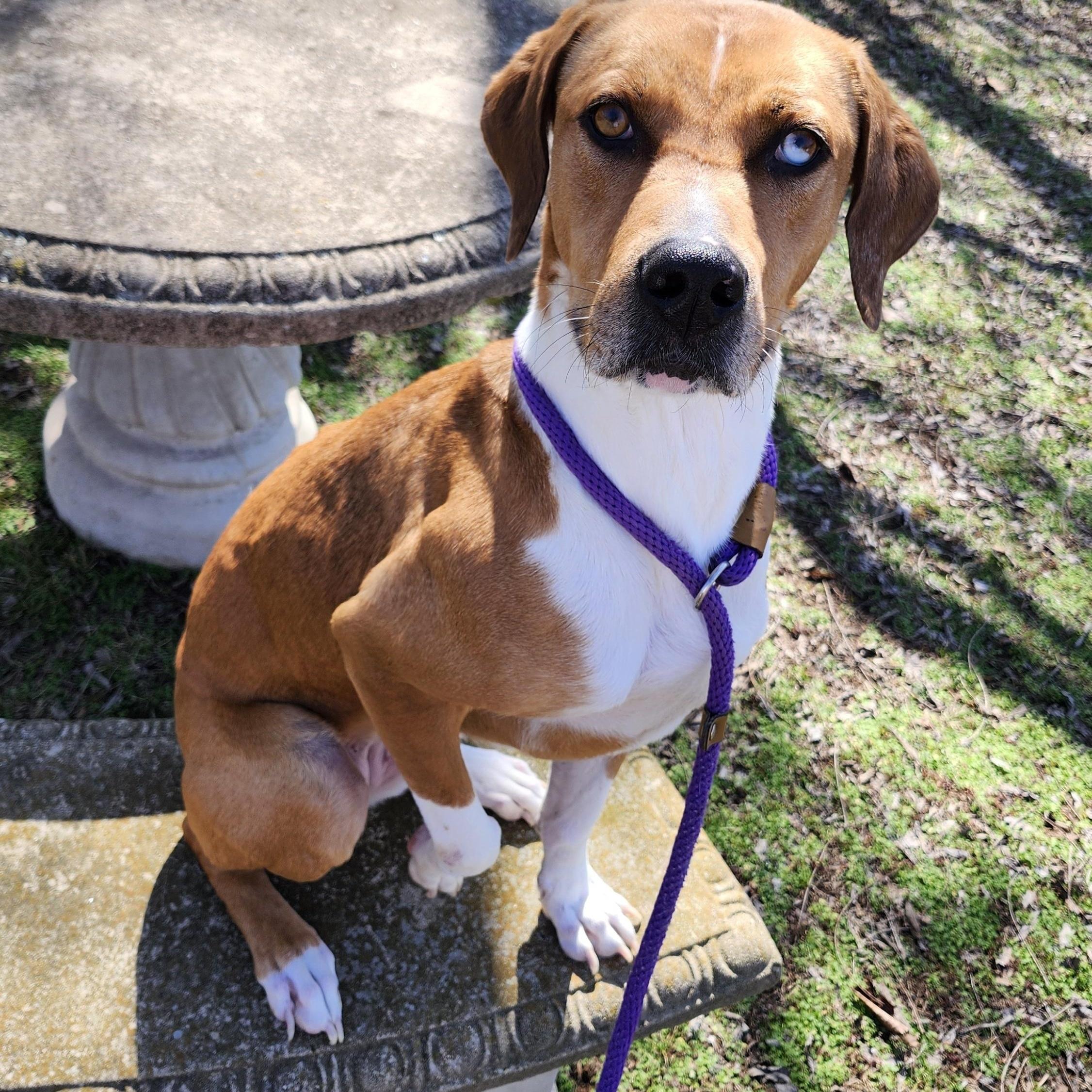 Roxie, a Adoptable mixed breed in Tahlequah, OK image 4/6