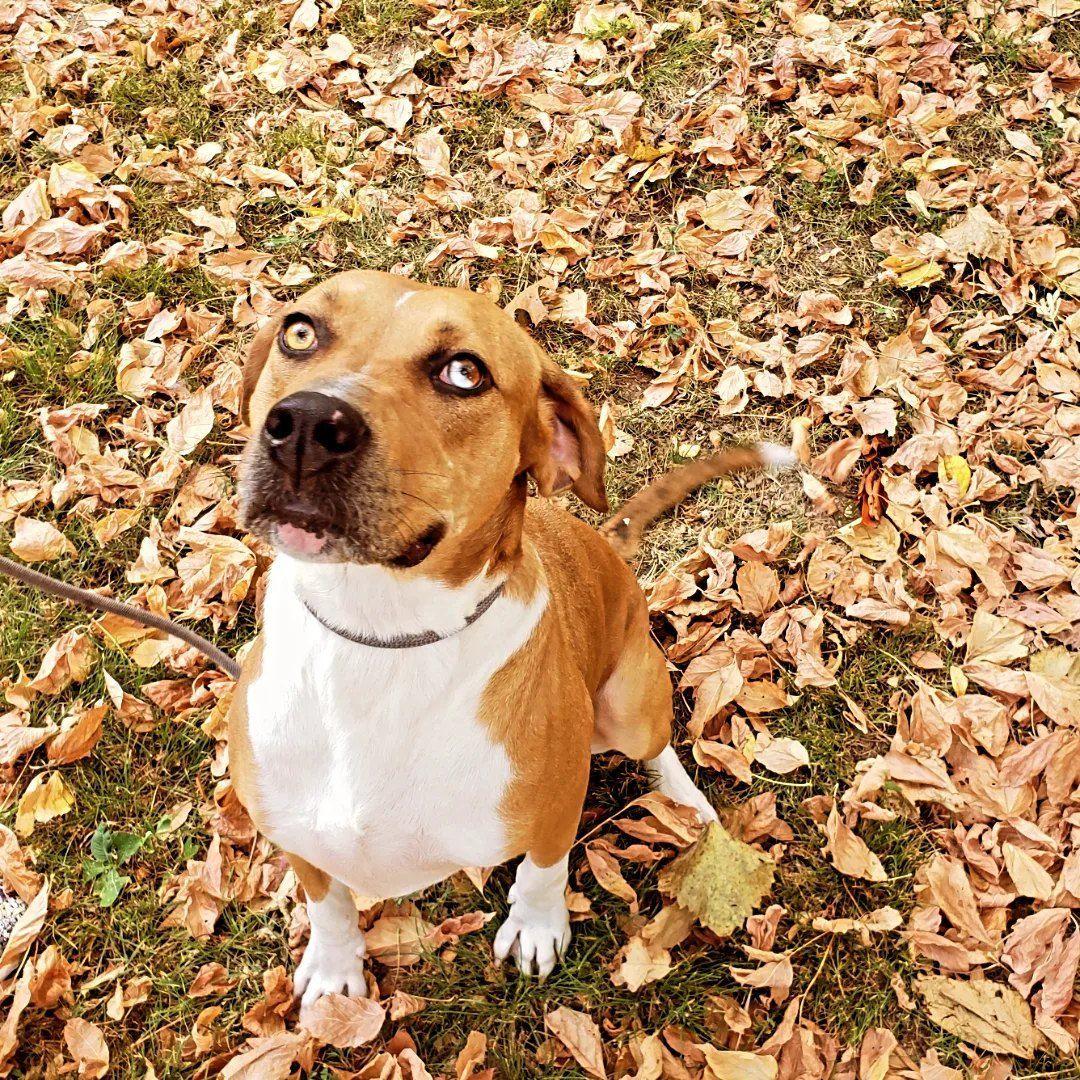 Roxie, a Adoptable mixed breed in Tahlequah, OK image 3/6