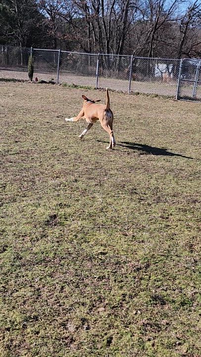 Enlarge Roxie, a Adoptable mixed breed in Tahlequah, OK video 6/6