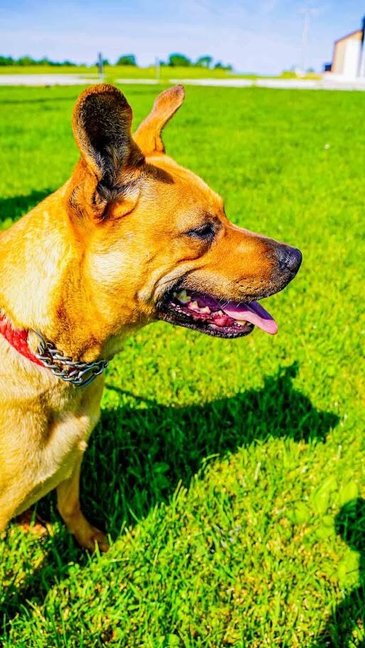 Enlarge Stormy, a Adoptable Terrier in Kenton, OH image 1/2