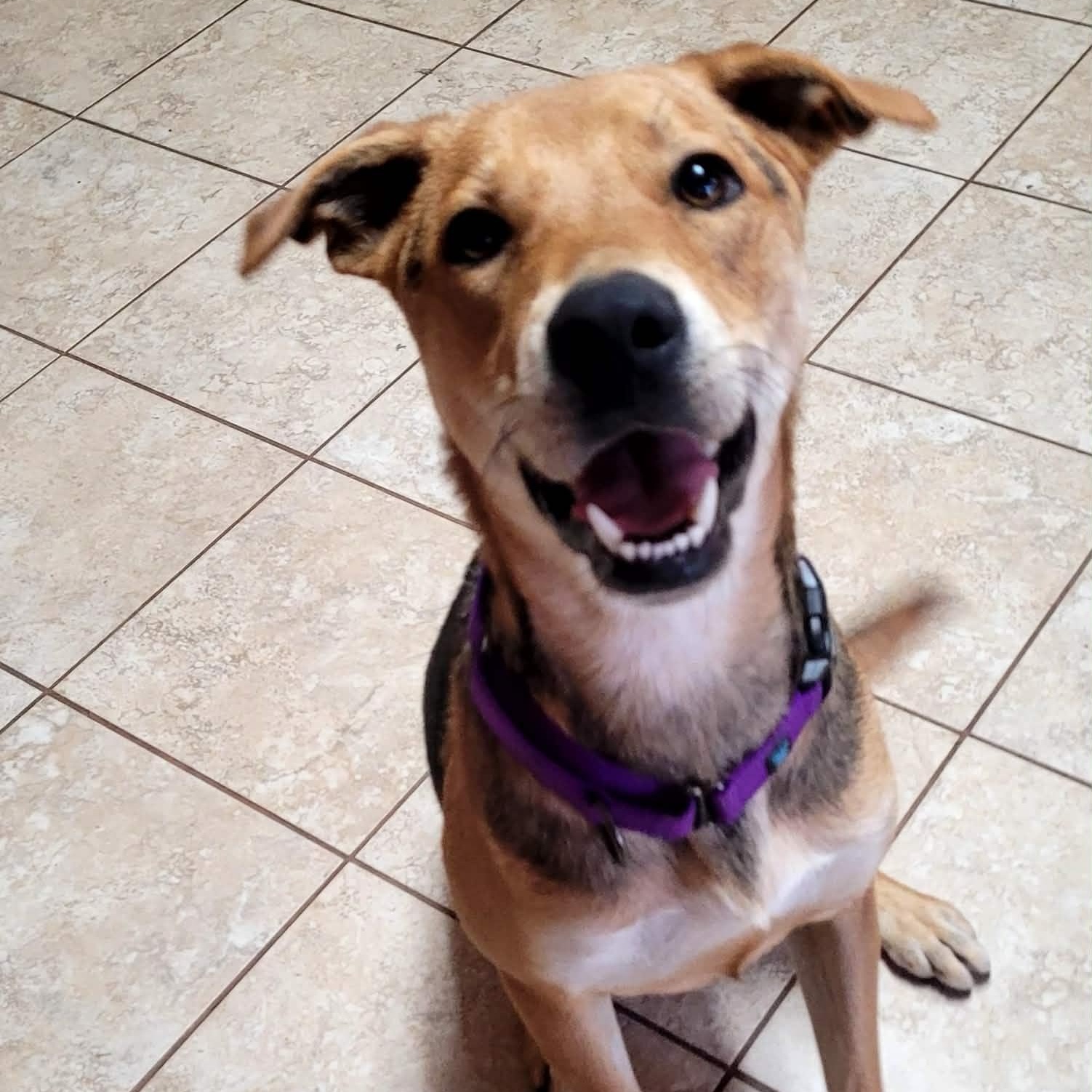 Stetson, ADOPTABLE, Young Male German Shepherd Dog.