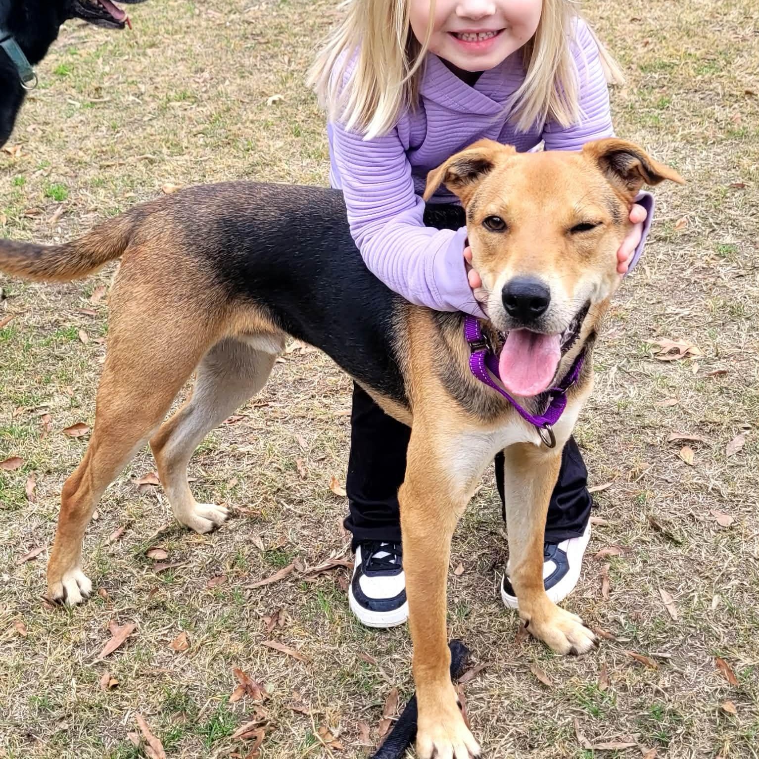 Stetson, ADOPTABLE, Young Male German Shepherd Dog & Hound.
