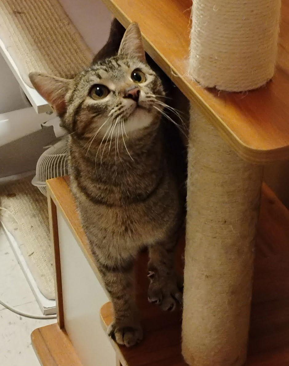 Parisa, Adopted, Young Female Domestic Short Hair.