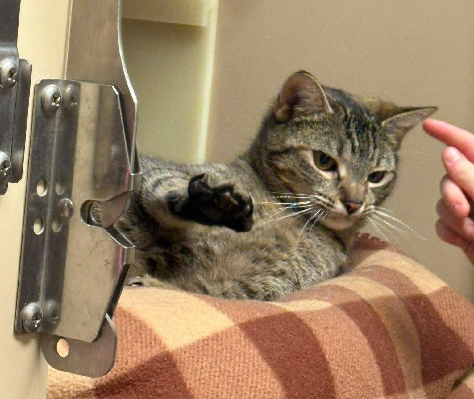 Enlarge Parisa, a Adopted Domestic Short Hair in Trexlertown, PA image 2/3