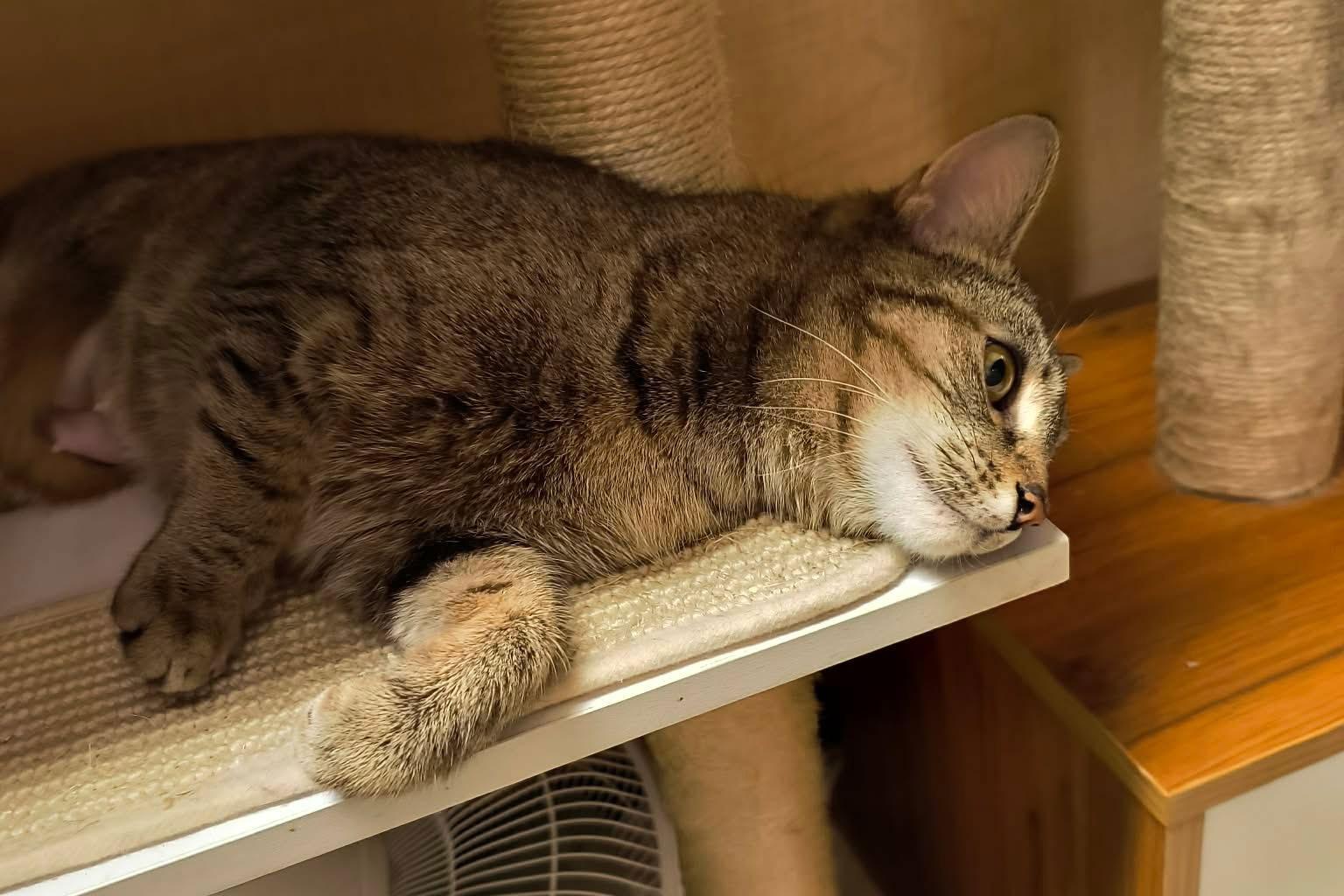 Enlarge Parisa, a Adopted Domestic Short Hair in Trexlertown, PA image 3/3