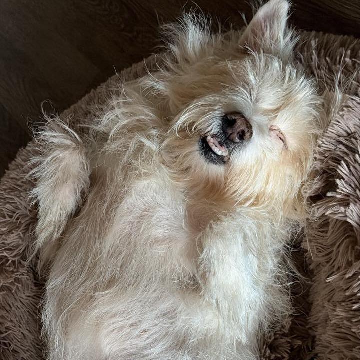 Delphine thumbnail 5