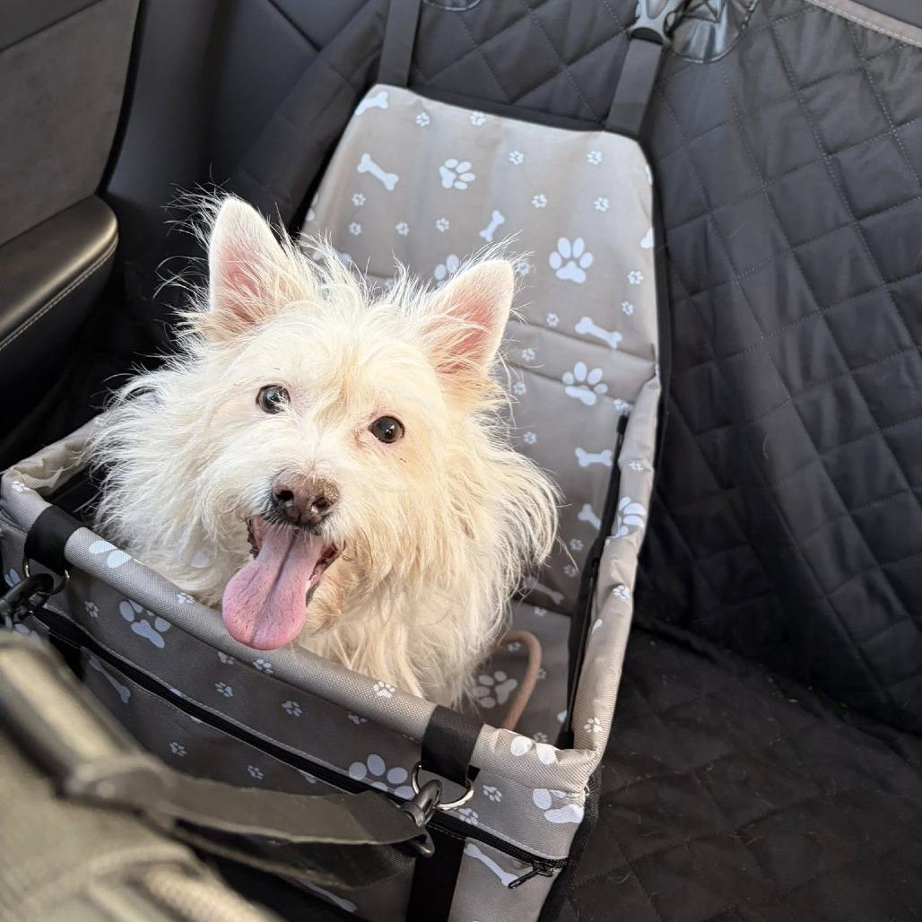 Delphine thumbnail 6