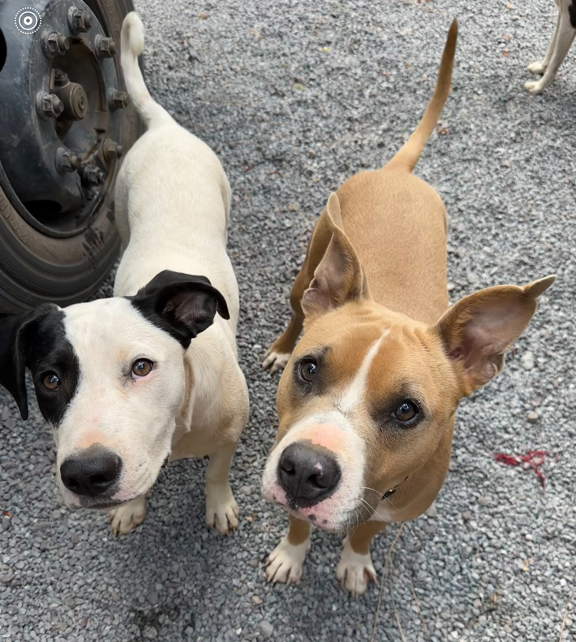 Cody, a Adoptable mixed breed in Willits , CA image 5/5