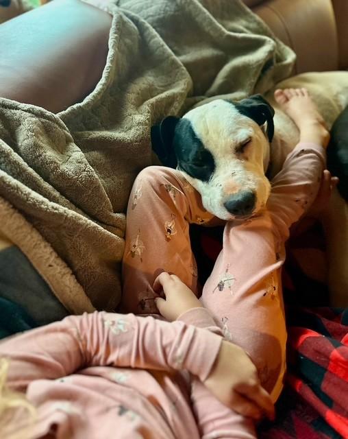 Cody, Adoptable, Young Male American Bulldog & American Staffordshire Terrier.