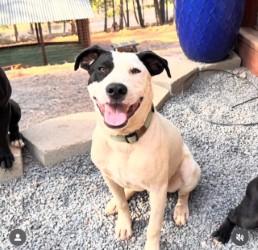 Cody, Adoptable, Young Male American Bulldog & American Staffordshire Terrier.