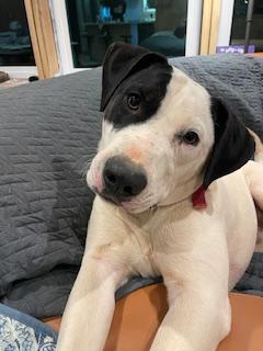 Cody, an adoptable American Bulldog, American Staffordshire Terrier in Willits , CA, 95490 | Photo Image 1
