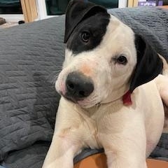 Cody, a Adoptable mixed breed in Willits , CA image 2/5