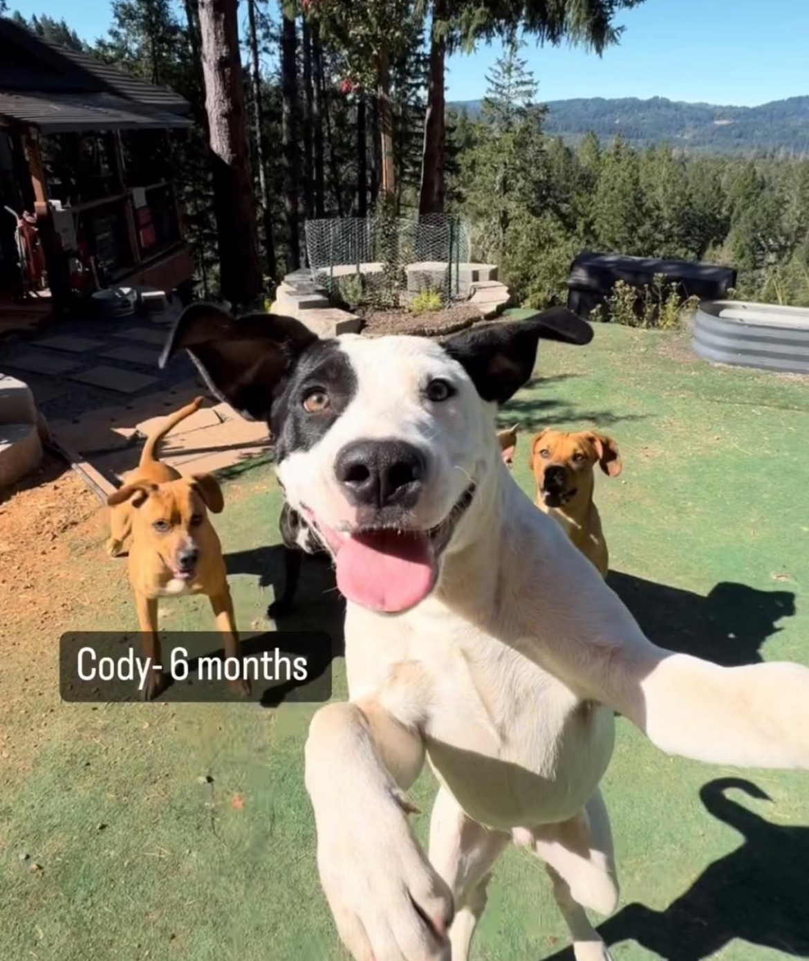 Cody, Adoptable, Young Male American Bulldog & American Staffordshire Terrier.